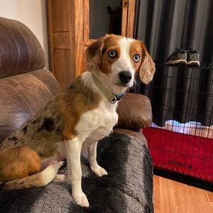 Meet Our Sadie & her story —she’s very sweet!